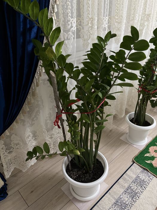 Гүл сатылады (доллар)