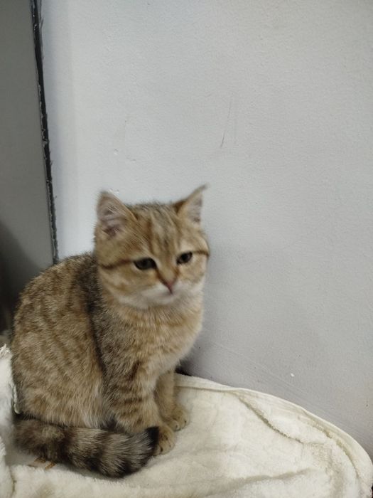 Mushukcha  aqlli , ovqatga oʻrgangan, emlangan, pasaporti bor ,