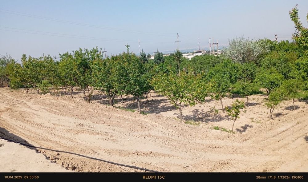 Кумкургон тумани Корсокли МФДан