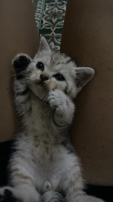 Породистые котята