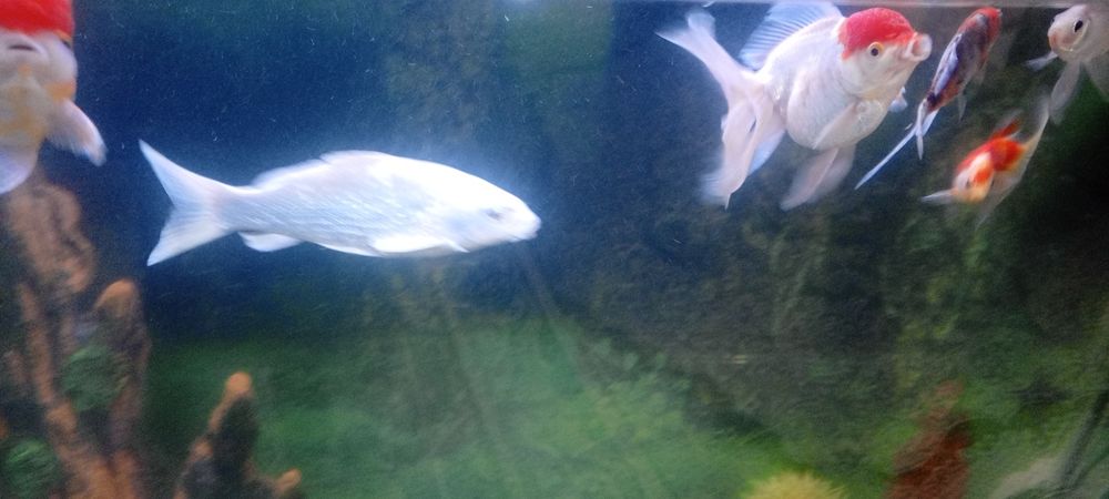 Аквариум 500л с рыбками