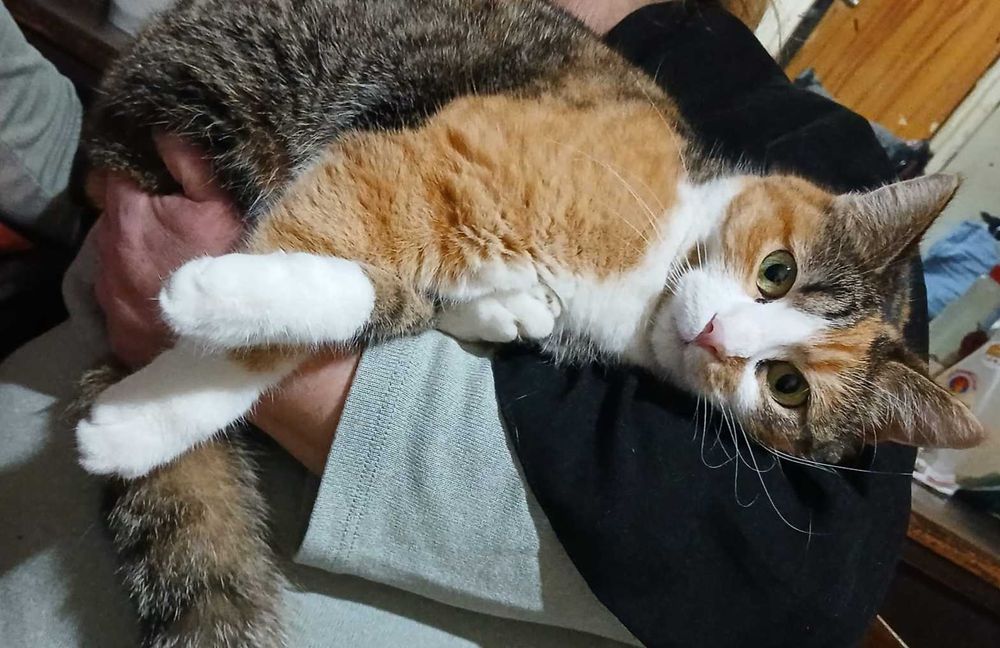 Adoptie pisica calico castrata Lilisor