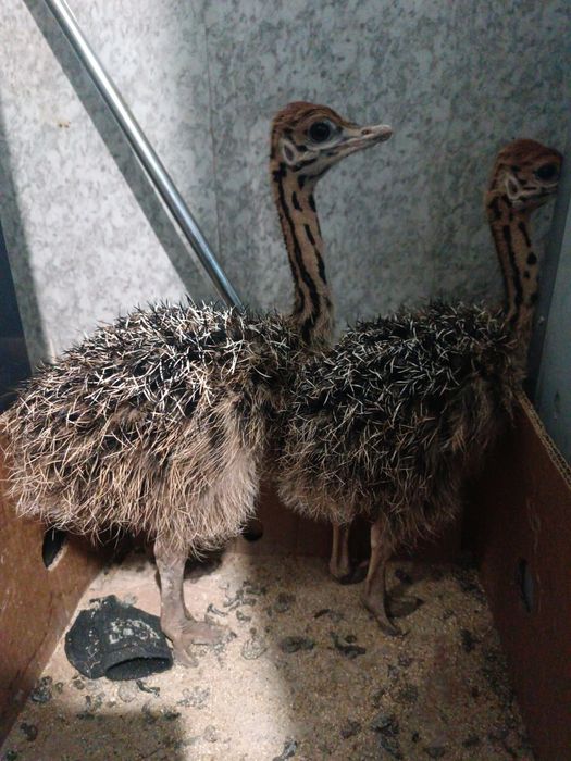 Страусёнок 1 месяц