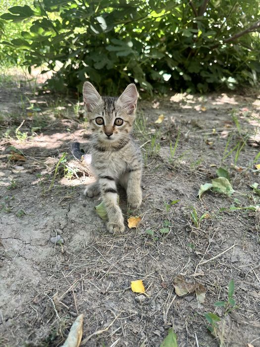 Котенок ищет дом