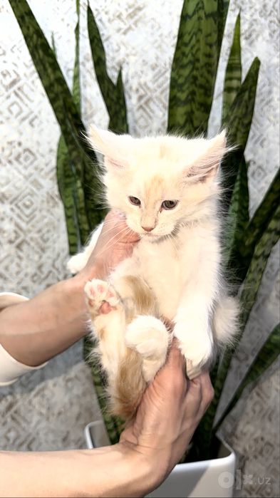 Клубные котята породы мейн кун