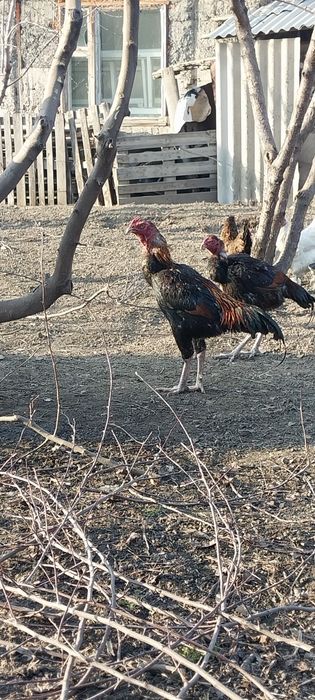 Продам дакан жужик