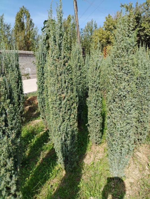 Archa Мы высаживаем саженцы можжевельника всех видов.