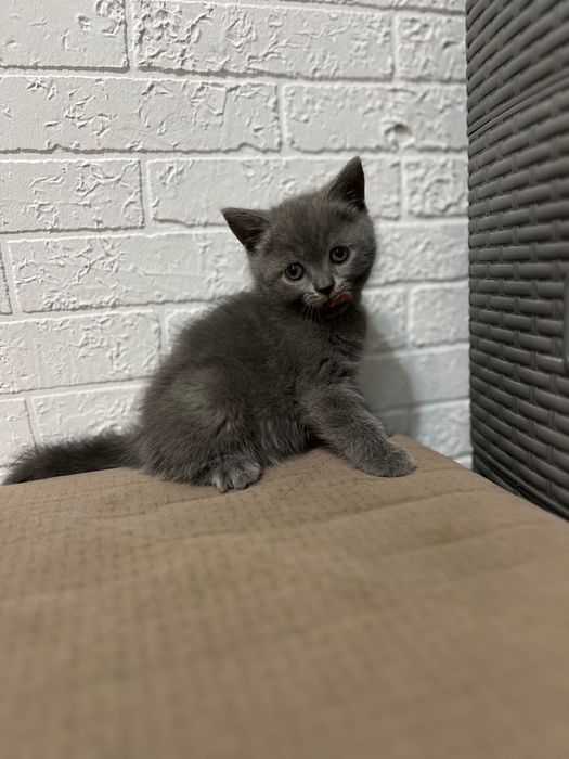 Котята скотиш страйк 1,5 месяца мальчики