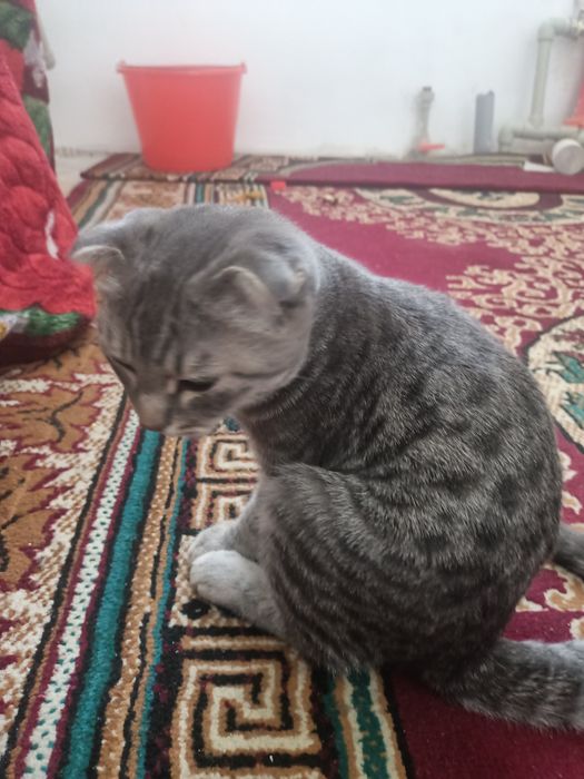 Кошка вислоухий.