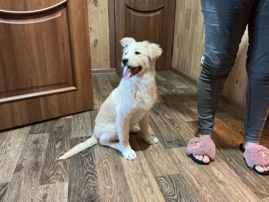 Срочно ищем дом для малышки