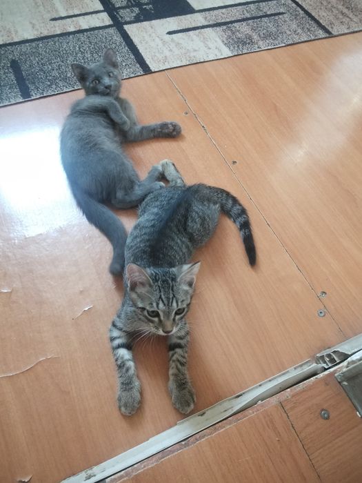 Кошки два малчика адам добрые руки