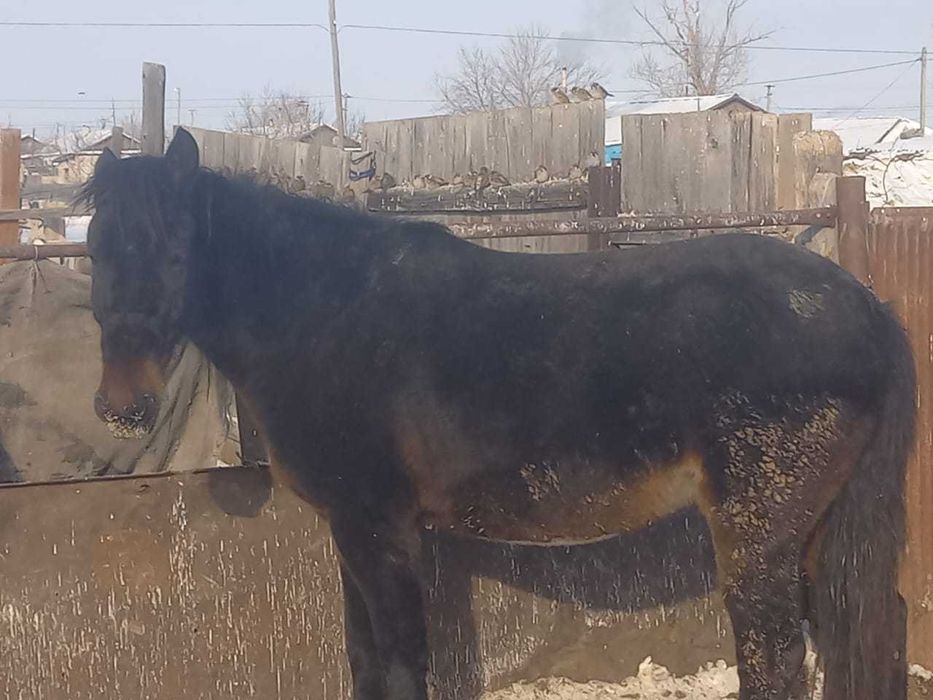 Кобыла 4 года с откорма