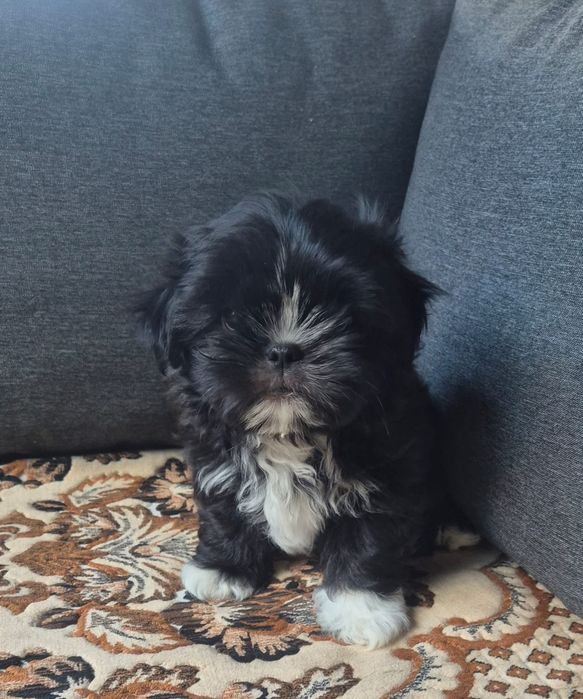 Vand catel Shih Tzu, baietel