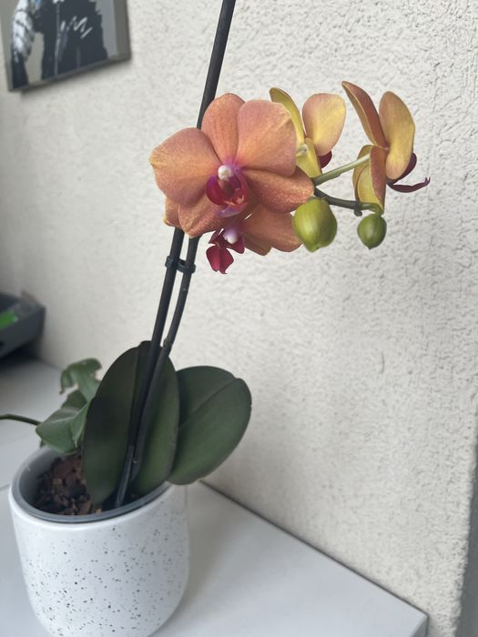 Орхидея адаптированые для домашнего интерьера