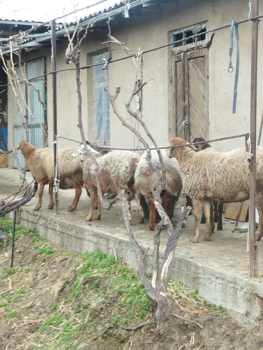 Edilbay arashan quylar sotiladi tozasidan