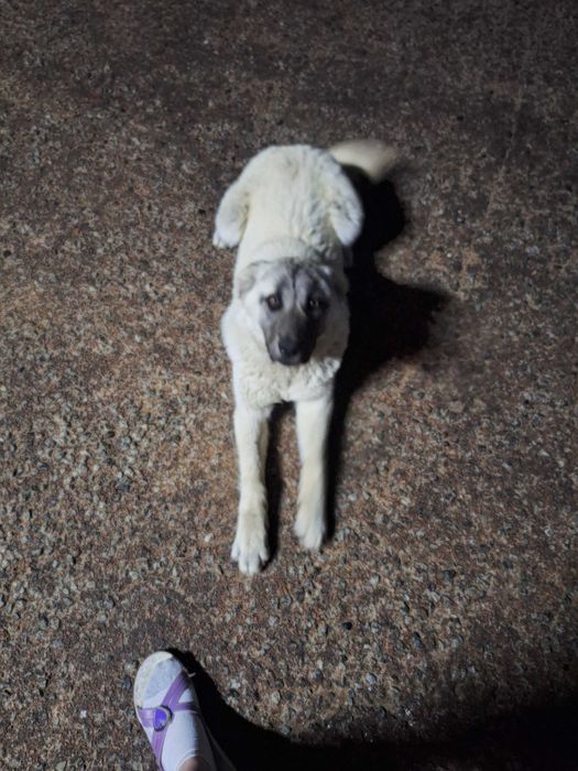 Отдам в добрые,любящие руки