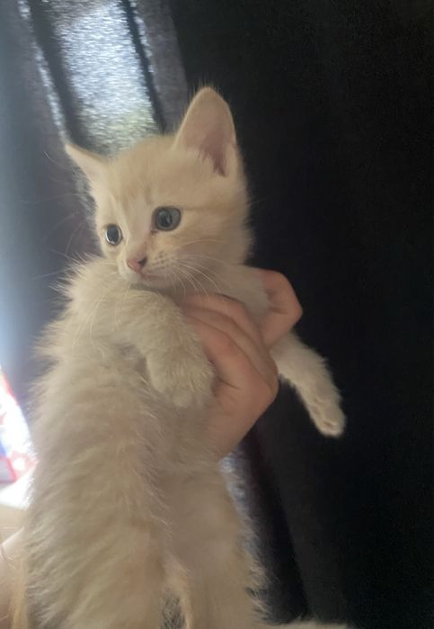 КОШКИ бесплатно.