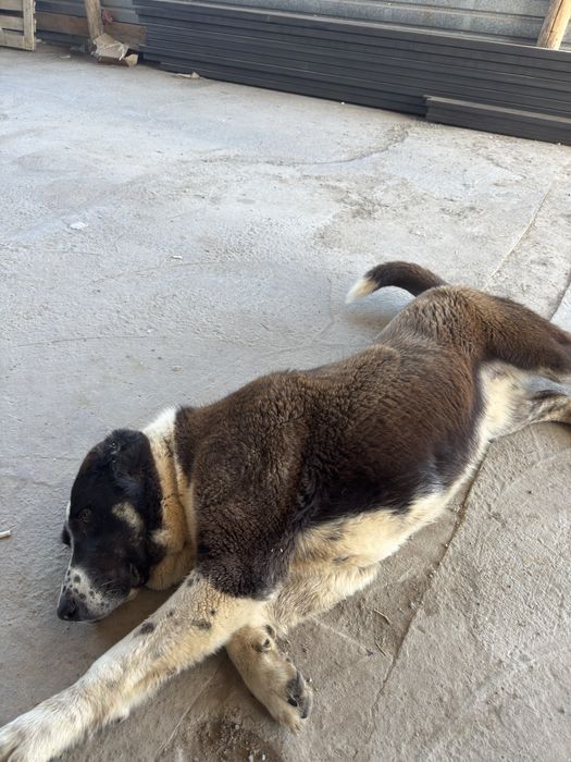 Алабай кушык 1 жас 1 ай