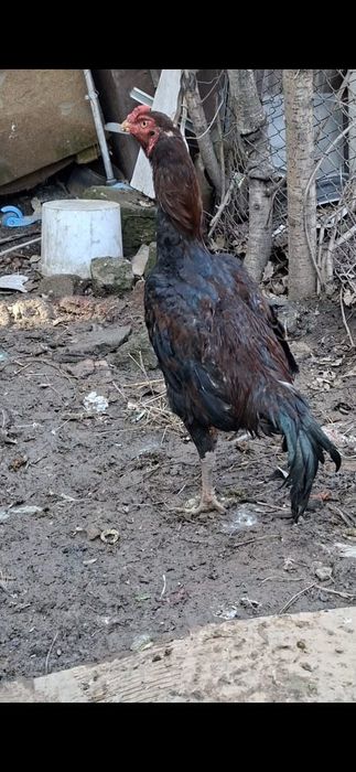 Дакан кораз сатылады