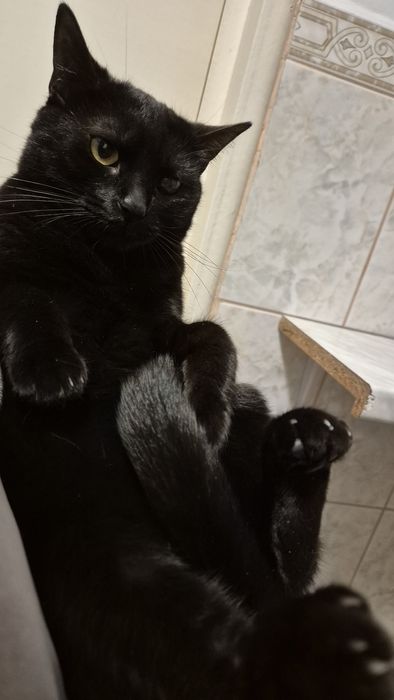 Pirata, pisica cauta familie