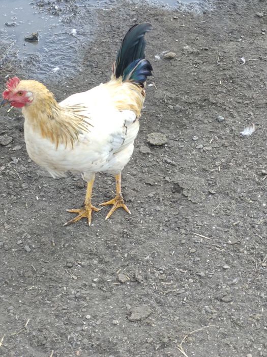 Продается куры молодки и петушки молодые