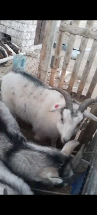 Сатылады ешкі семіз