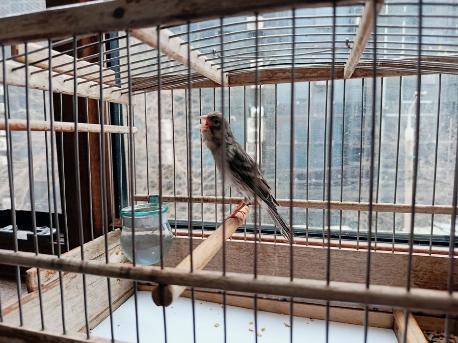 Продается канарейка