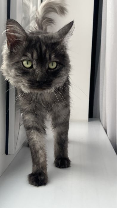 Котик в добрые руки