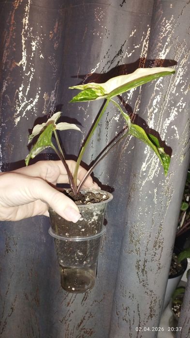 Продается Шикарный Сингониум Империал Вайт