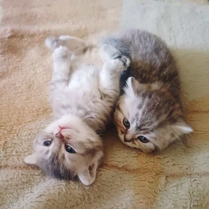 Британские котята
