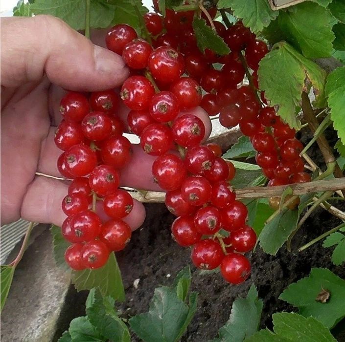 Смородина Красная Черная