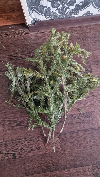 Пихта сушённая для рукоделья