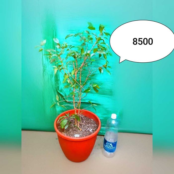 Продается бугенвилия    и другие