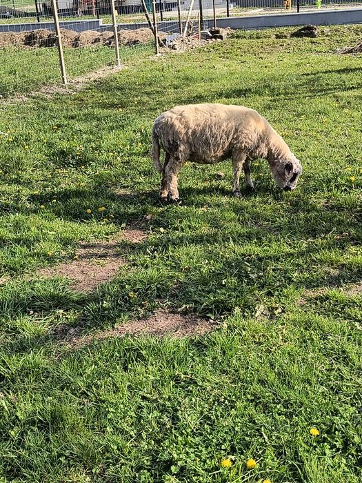 Oaie de vânzare tânără, bună pentru sacrificat! Preț negociabil!
