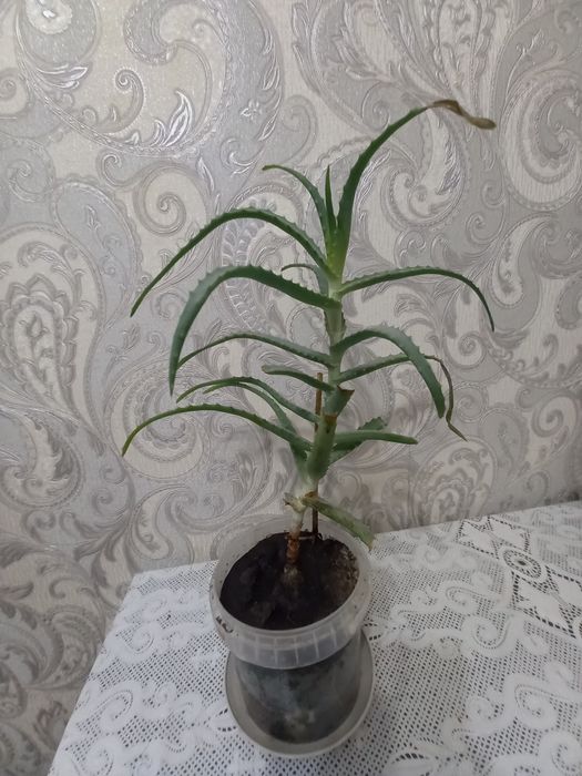 Продам  лечебное   алое.