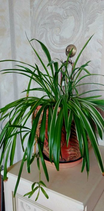 Продам Хлорофитум