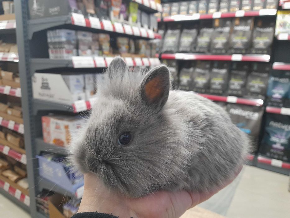 Декоративни мини зайчета на 1 месец