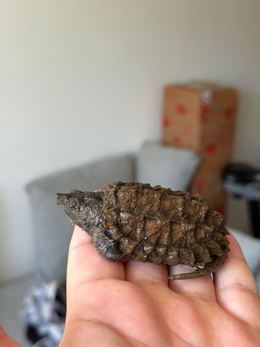 Alligator Snapping Turtle - Țestoasa Aligator