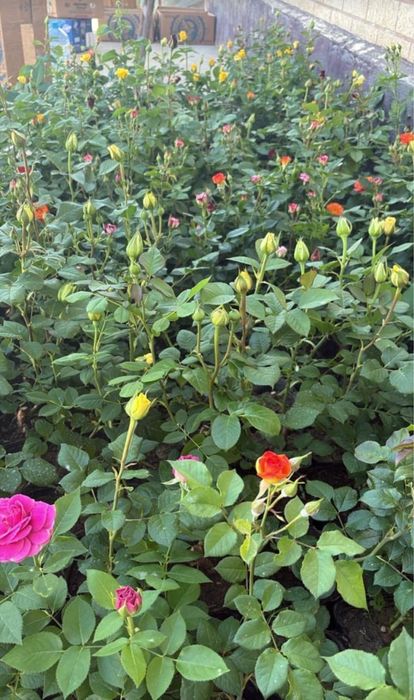 Лаванды, розы оптом