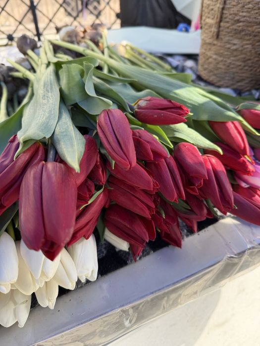 Тюльпан голландские 55-60см