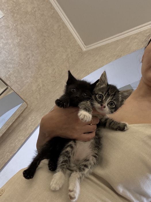 Отдам котят в добрый руки