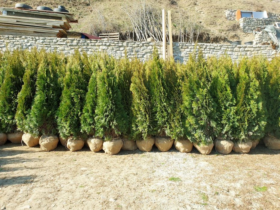 Pon pon, spirala, tuia, brazi, copaci ornamentali