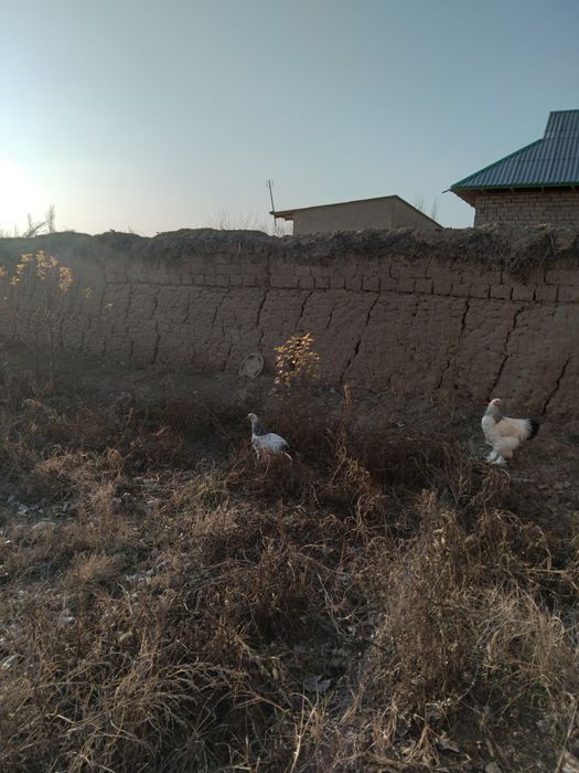 Burama zotdor tovuqlar soglom