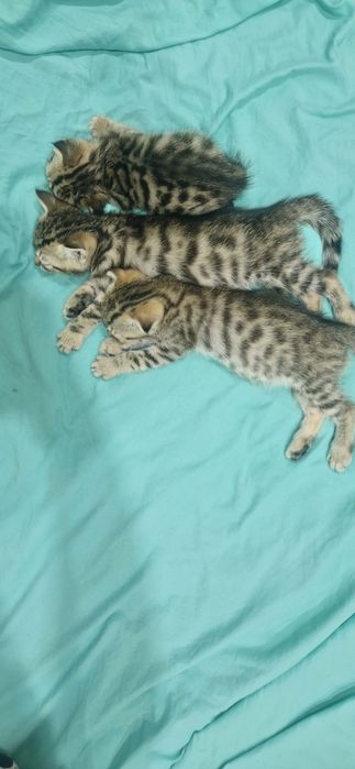 Шотландские Скоттиш Фолд