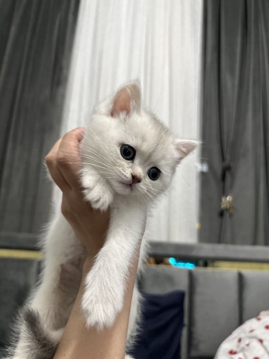 ПРОДАЮ КОТЯТ 1.5 месяца