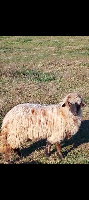 Vând o noatenă  fătată un pic mai târziu