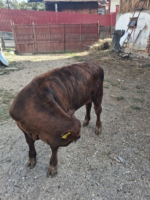 Taurasi angus roșu