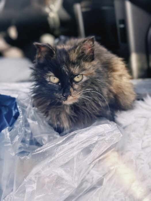 Кошечка подросток в добрые руки