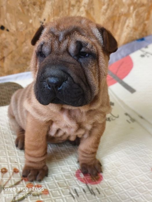 Шикарные щенки шарпея.