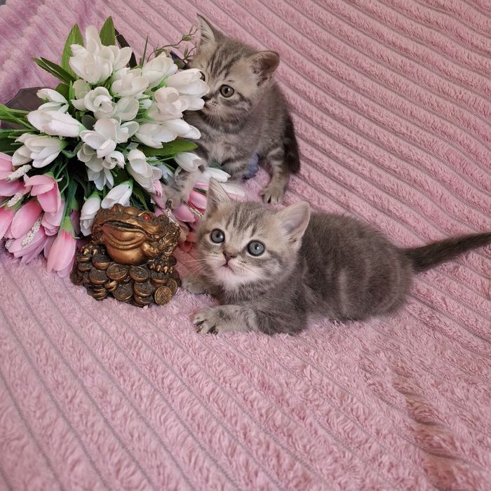 Британские котята